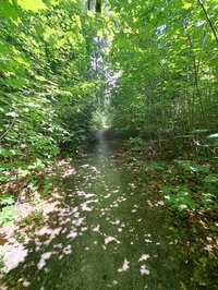 Waldspaziergang lichtdurchfluteter Weg